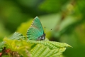 green hairstreak butterfly-2